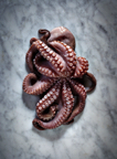 octopus